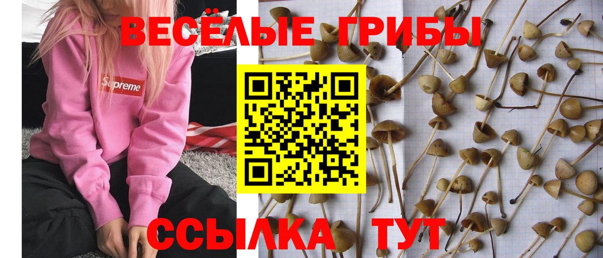 Кинешма  Галлюциногенные грибы MAGIC MUSHROOMS  Псилоцибиновые грибы Cubensis  Вход с VPN 
